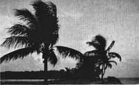 Palm trees on Guam