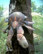 coconut crab 