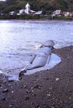 Wreck of a WWII Japanese 2 man submarine at Umatic Bay