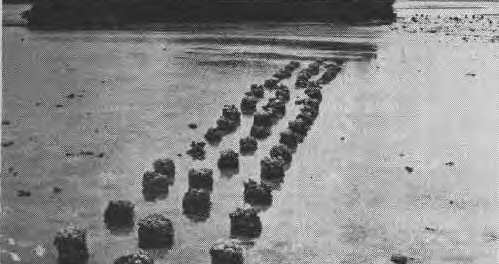 ROWS OF CORAL AND STONES IN SHALLOW WATERS