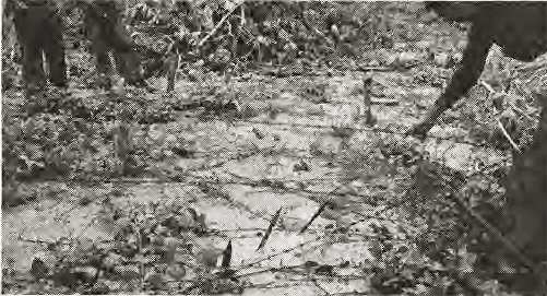 BARBED WIRE INTERSPERSED WITH SHARP BAMBOO STICKS