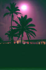 td_palm_trees_at_night_r1.jpg. 