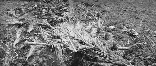 Palm fronds laid across bamboo sticks camouflage a slit personnel trench